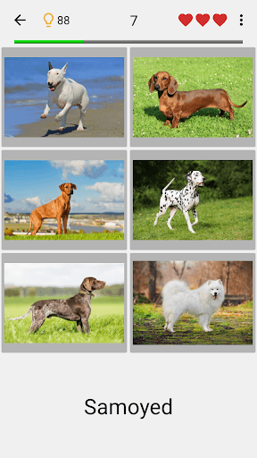 Dogs Quiz - Guess All Breeds! screenshot 6 - screenshot