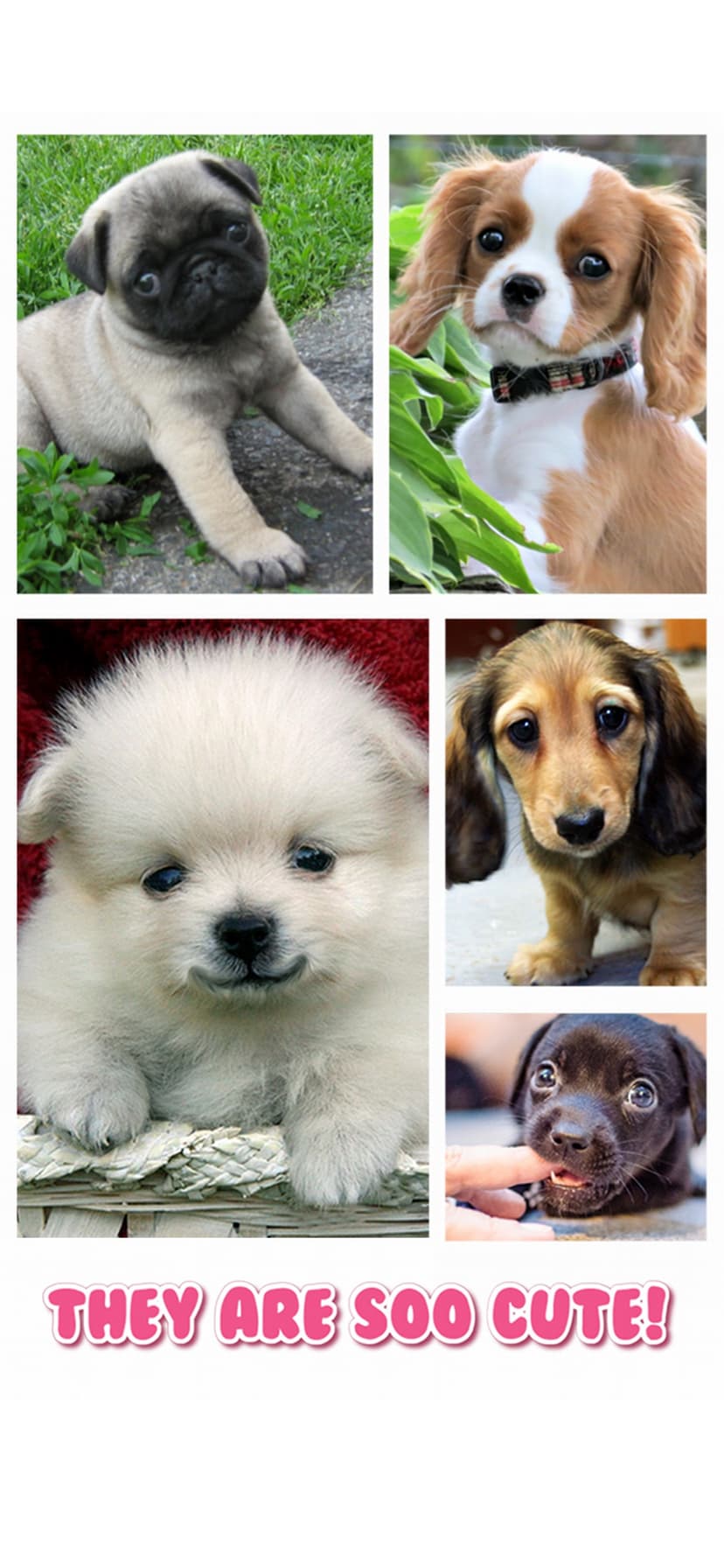Cute Puppy Jigsaw Puzzle Games screenshot 2 - screenshot