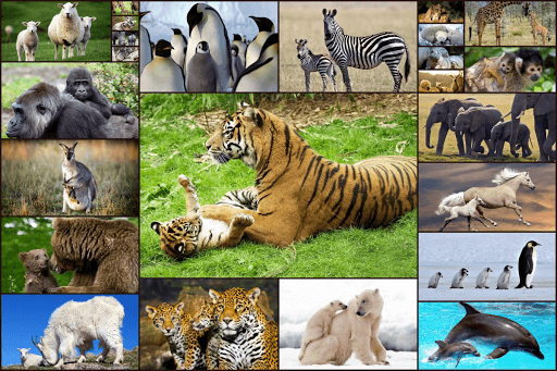 Baby Animal Jigsaw Puzzles screenshot 11 - screenshot