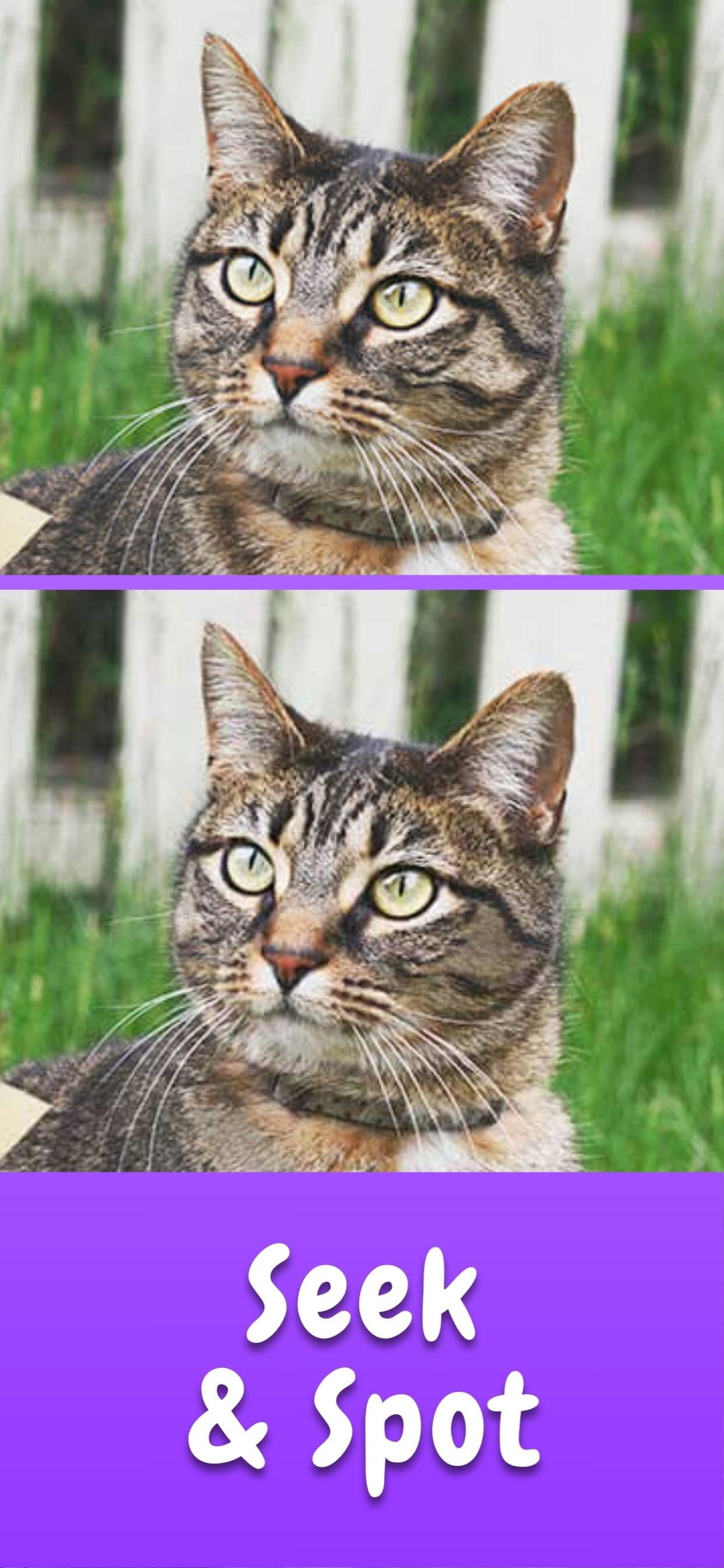 Find the Differences Game ⁺ screenshot 10 - screenshot