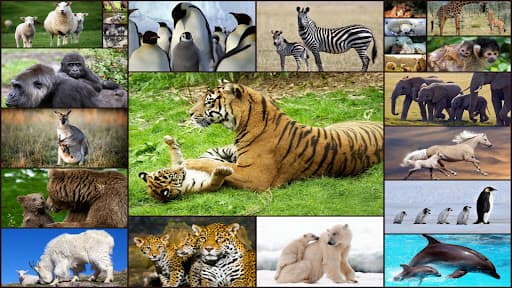Baby Animal Jigsaw Puzzles screenshot 1 - screenshot